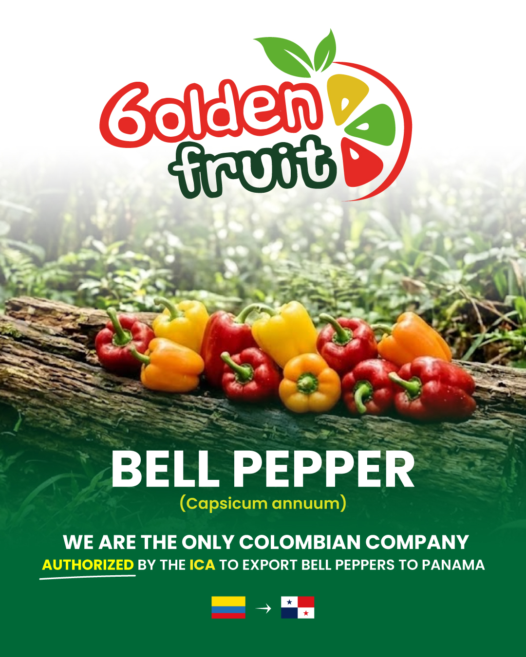 Bell Pepper — Exclusive export to Panama