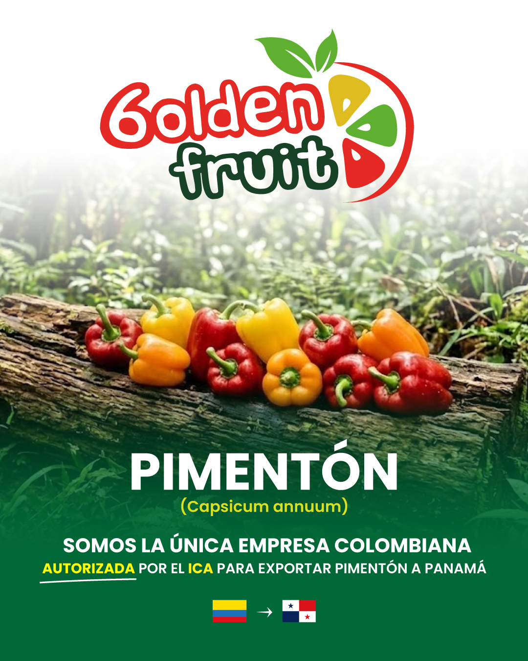 Ají Pimentón — Exportación exclusiva a Panamá