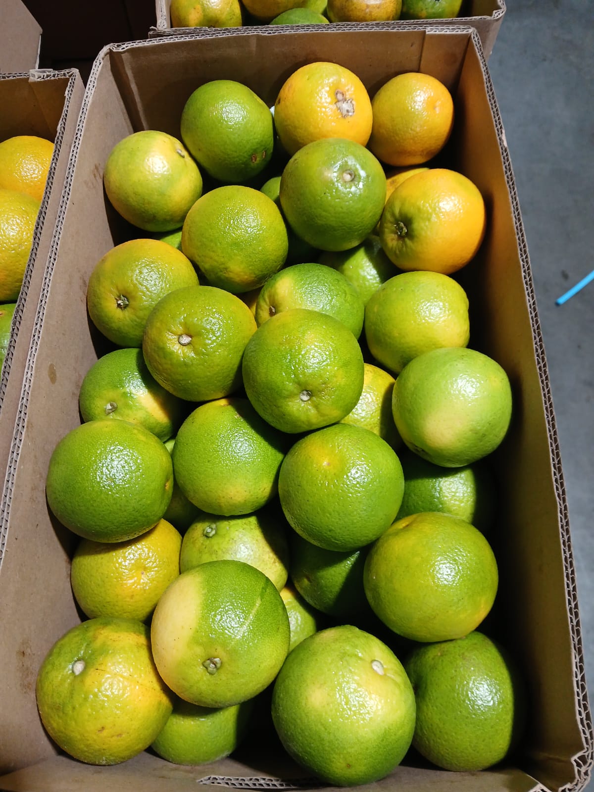 Naranjas